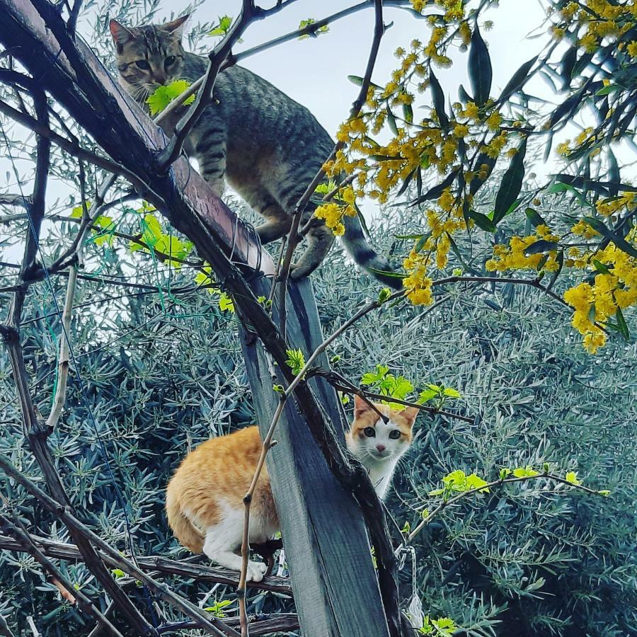 卡萨罗亚住宿加早餐旅馆 Cedit 外观 照片
